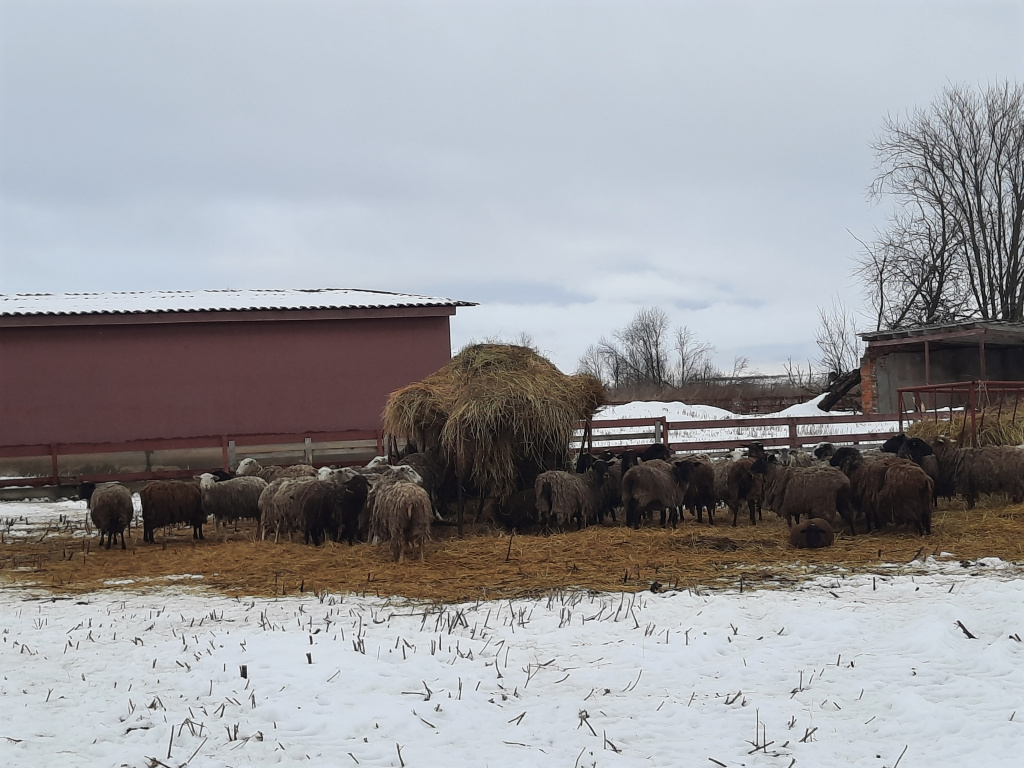 Овцы на ферме.jpg