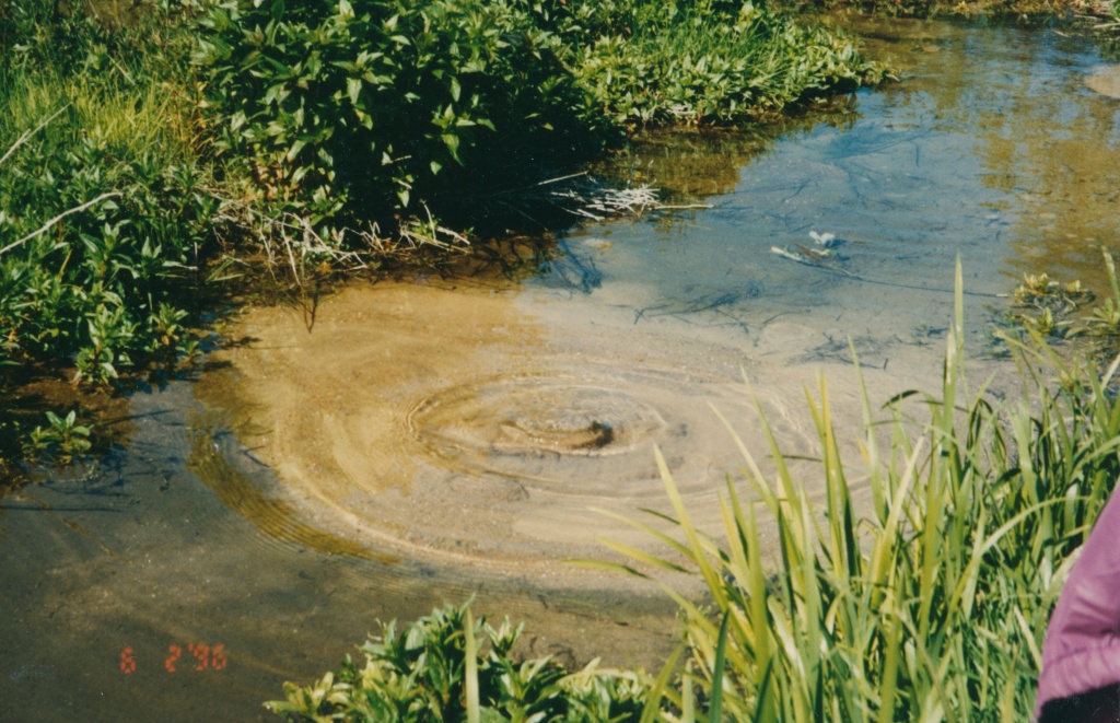 Крупный грифон в притоке.jpg