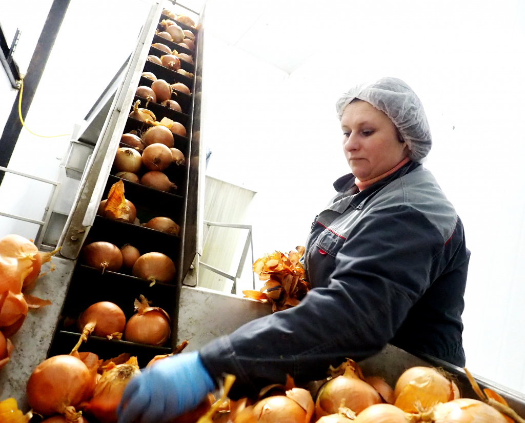 Переработка лука на ООО Козельские овощи.jpg