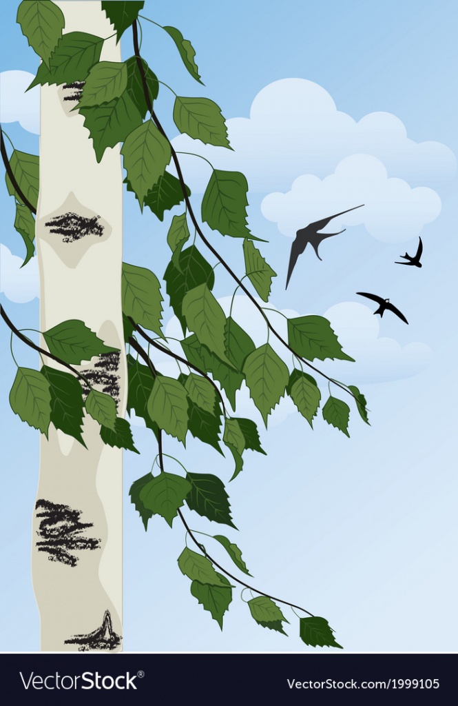 birch-vector-1999105.jpg
