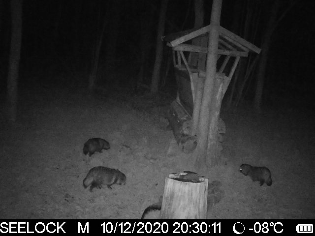 енотовидные собаки.jpg