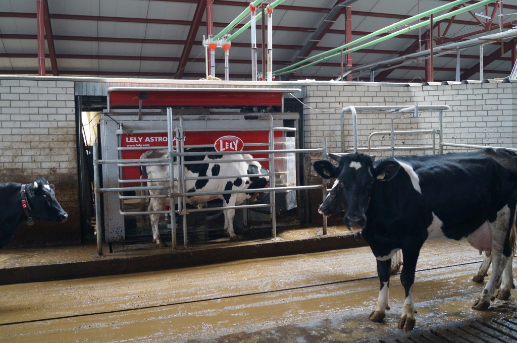 Хотьково ферма. Фото из архива Думиничских вестей.jpg