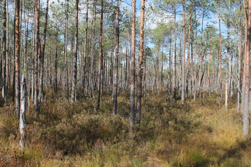 sokrovishche-bolot-03.jpg sokrovishche-bolot-03.jpg