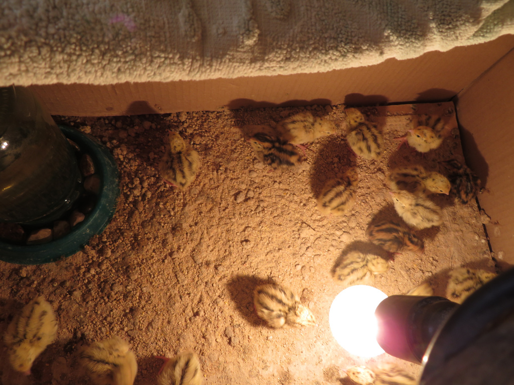 Перепела-малыши под лампой.JPG