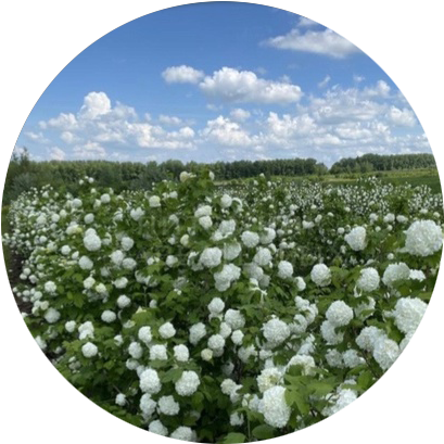 образцы для посадки в Обнинске5.png