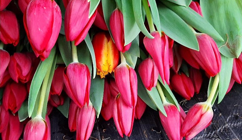 В Калуге к весенним праздникам вырастили 4 миллиона тюльпанов 