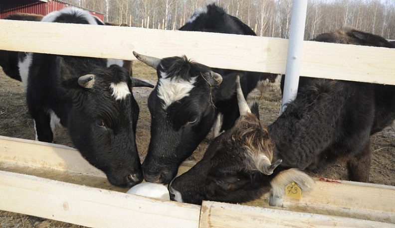 На новую мега-ферму в Ульяновском районе доставят более 2 тысяч голов животных