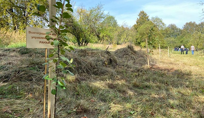 На территории усадьбы Яновских в Калуге появился яблоневый сад