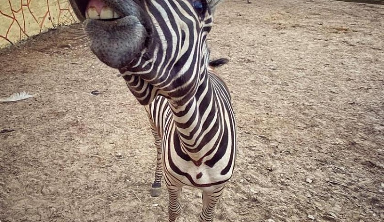 В зоопарке на Правобережье появился самец зебры Гранта