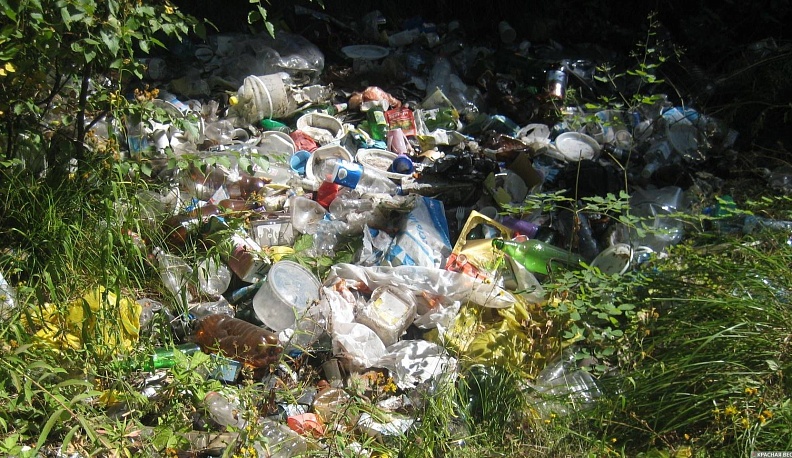 Со свалками в лесах будут бороться всем миром