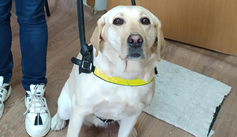 Собака-провожака