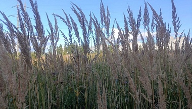 В Хвастовичском округе оштрафовали собственника за запущенные сельхозземли