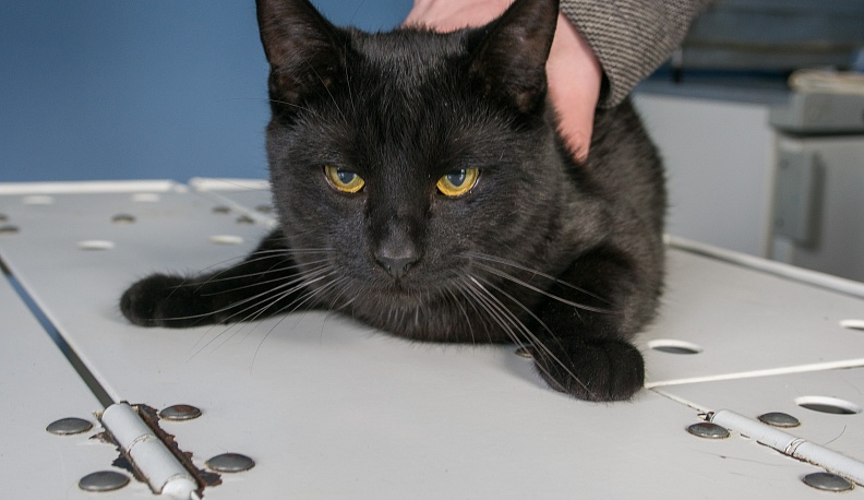 Не верьте ласковому зверю