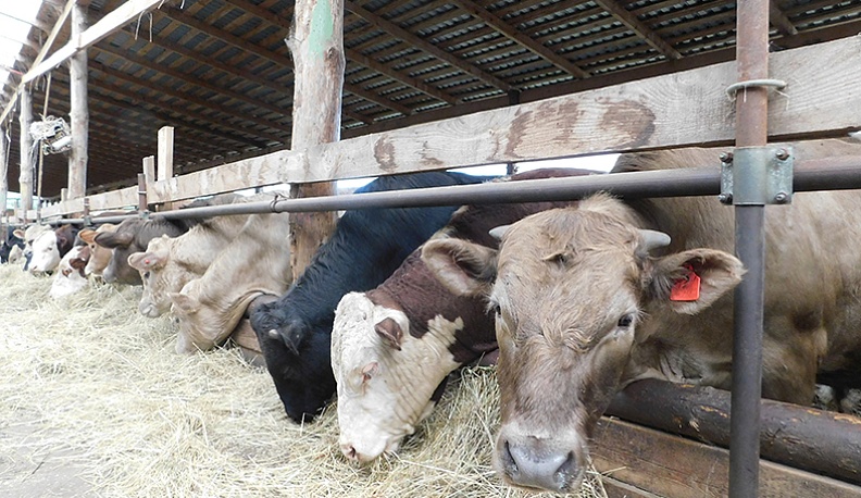 Подросших бычков держат отдельно от стада в телятниках.