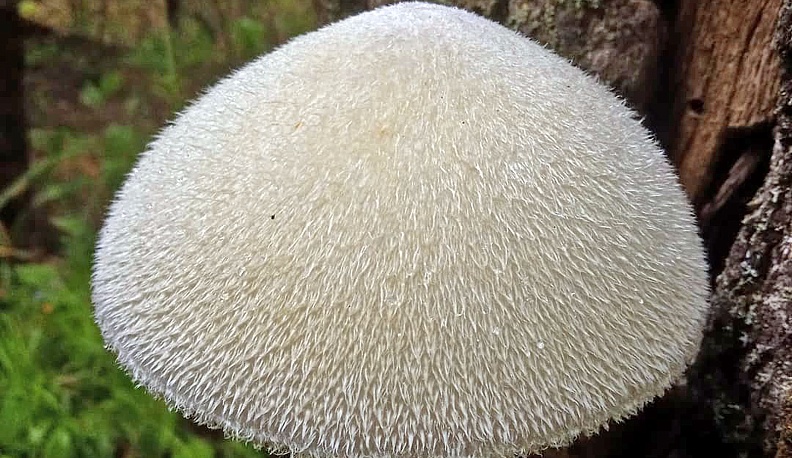 Шеренги ножек в шляпках или…