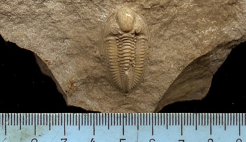 Находка Сергея Каминского (Ферзиковский район).