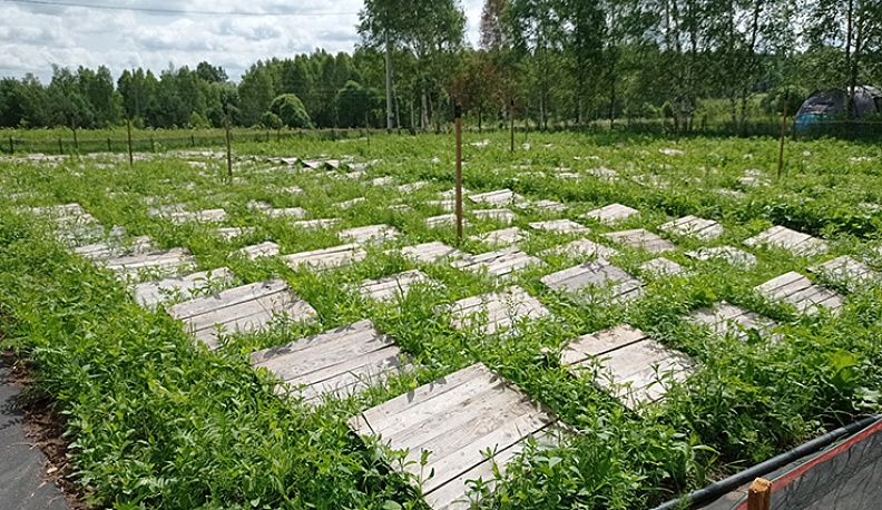 Чудо с домиком на спине