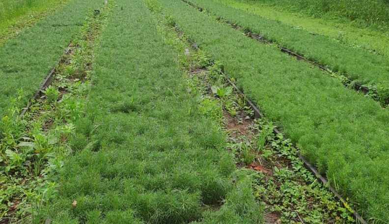 В Калужской области повышают качество лесовосстановления