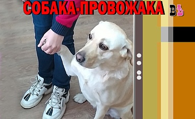Собака-провожака