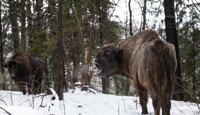 Калужане могут отправится на экскурсии к зубрам