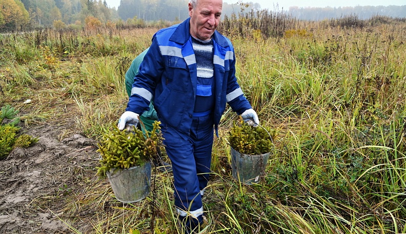 В Калужской области в Малоярославецком лесничестве прошла масштабная посадка леса