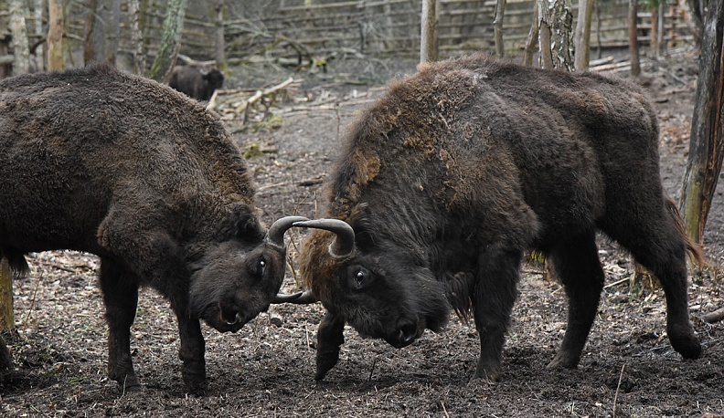 Рогатый…  бренд
