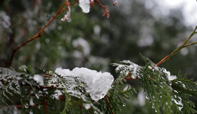 В Калужской области появится электронная отчётность о лесопользовании
