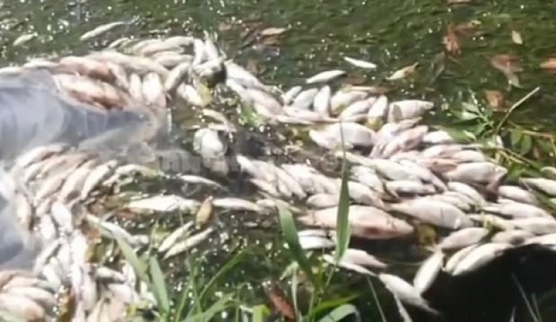 Минприроды Калужской области установит причины гибели рыбы в Протве