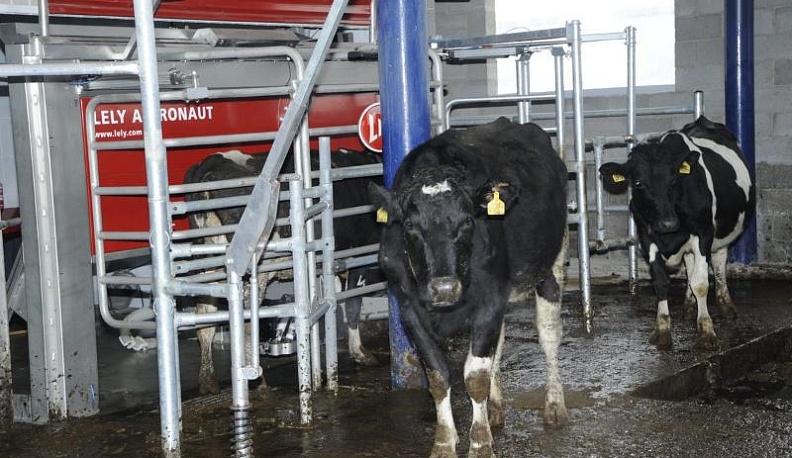 Калужские коровы стали давать больше молока