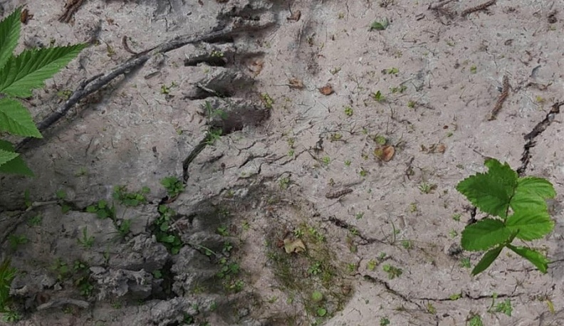 Эти следы медведя сфотографировали в Ульяновском лесничестве прошлым летом.