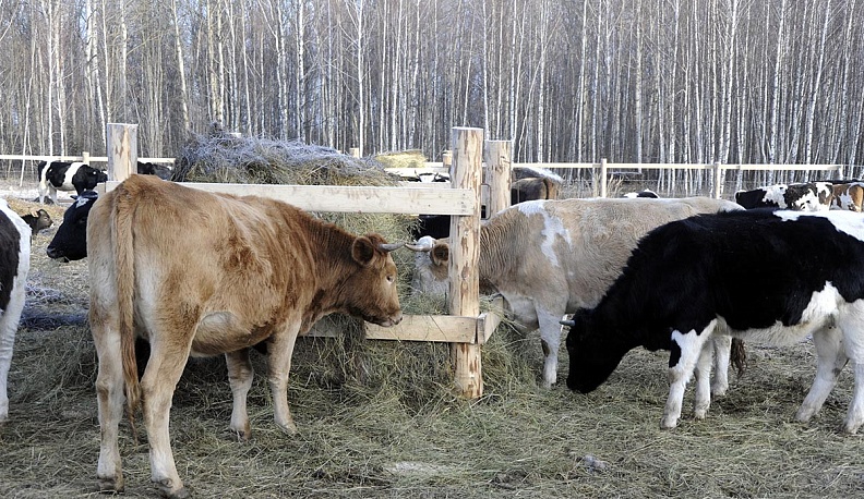 В Ульяновском районе появится новый животноводческий комплекс 
