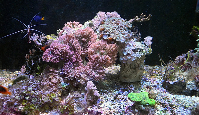 Возвращение турынинского… барьерного рифа