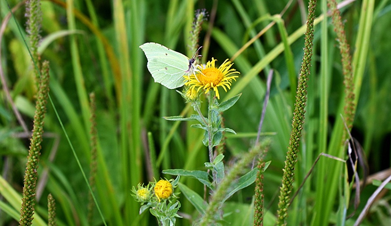 Белые пески Рессеты