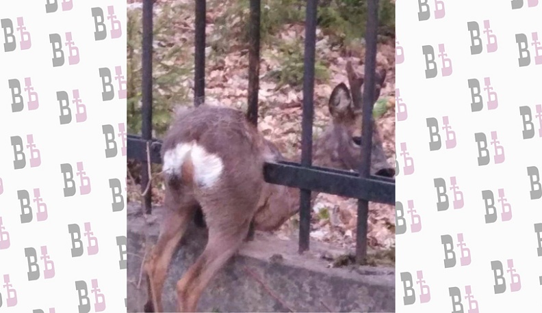 В Обнинске спасатели спасли олененка