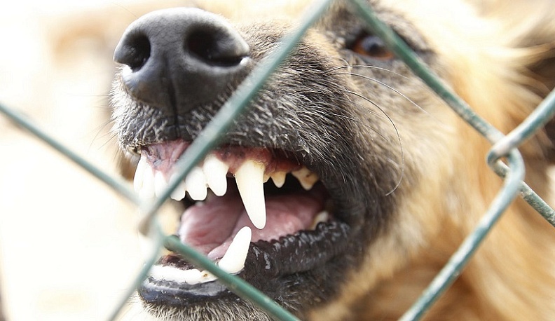 В Калуге ветеринары проверяют на бешенство труп собаки