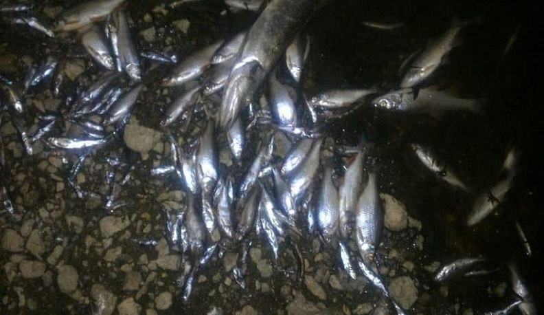 Прокуратура найдет виновных в массовом вымирании рыбы в Протве