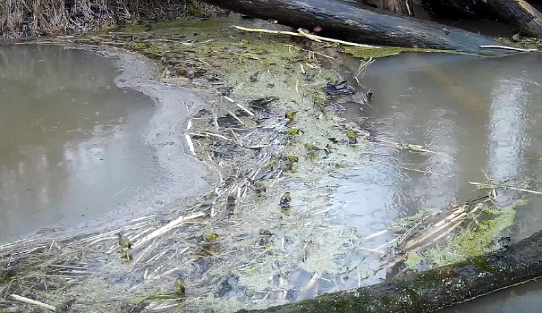 В Калужской области посчитают количество гнезд грачей