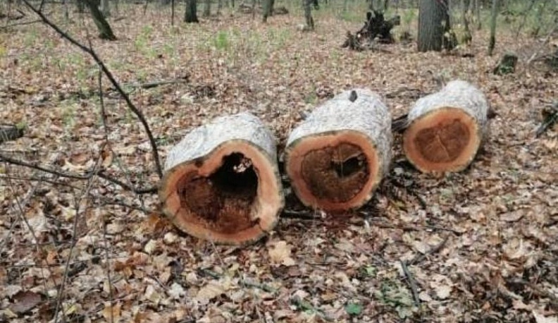 В городском бору Боровска вырубят 100 аварийных деревьев