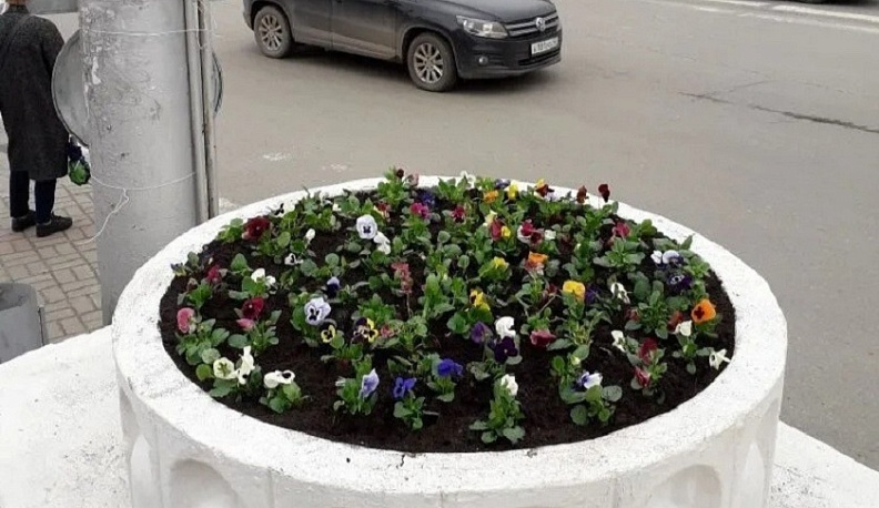 В Калуге начали высаживать весенние цветы