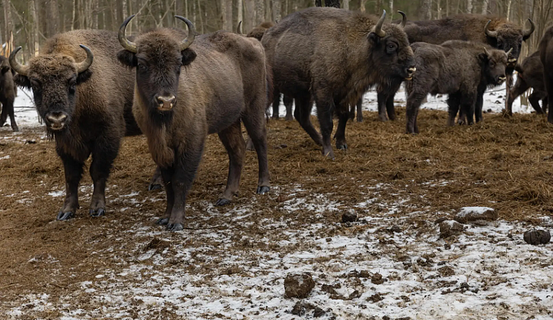 Грант Президентского фонда природы нацпарк  «Угра» потратит на зубров и дубы