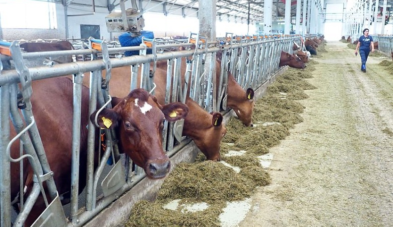 Верховое – коровий рай!