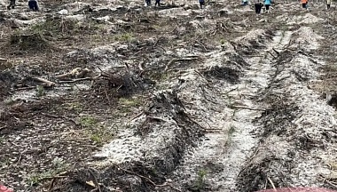 В Калужской области в этом году восстановят леса на трёх тысячах гектаров