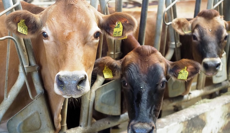 Продовольственная безопасность – приоритет