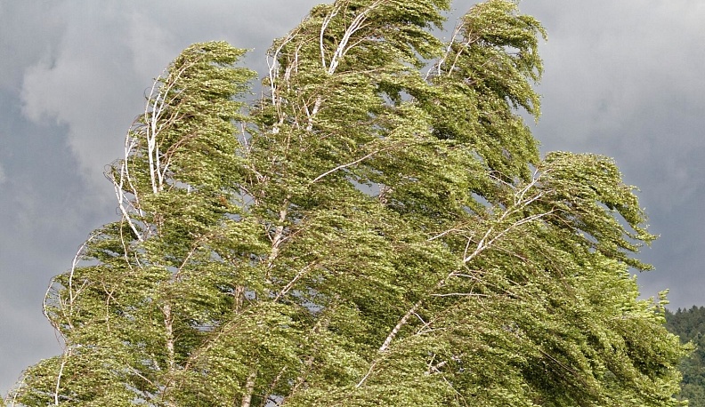 Спасатели предупреждают жителей Калужской области о надвигающемся шквалистом ветре