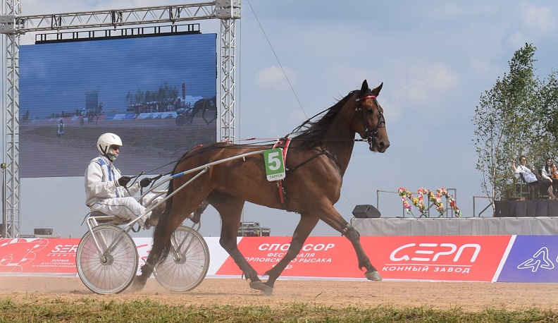В Тарусском районе прошёл фестиваль орловского рысака