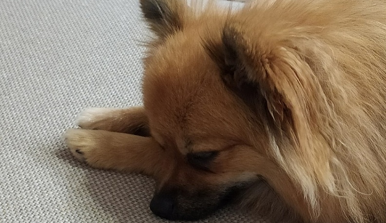 Житель Калужской области забил железной кувалдой собаку до смерти