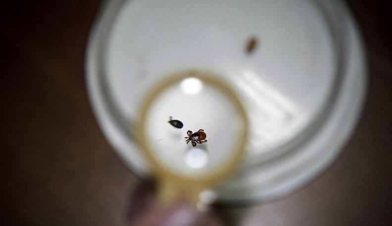 Клещи покусали 143 человека в Калужской области