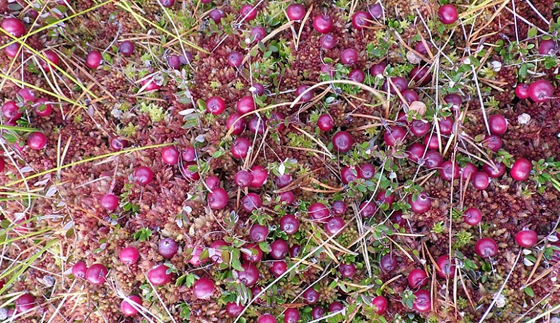 Калужан ждут в нацпарке «Угра» на сбор клюквы после 10 сентября