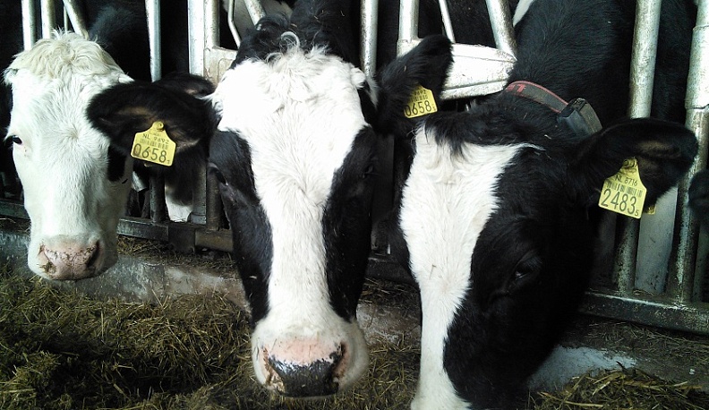 Калужская область лучшая в России по суточной продуктивности молочного животноводства