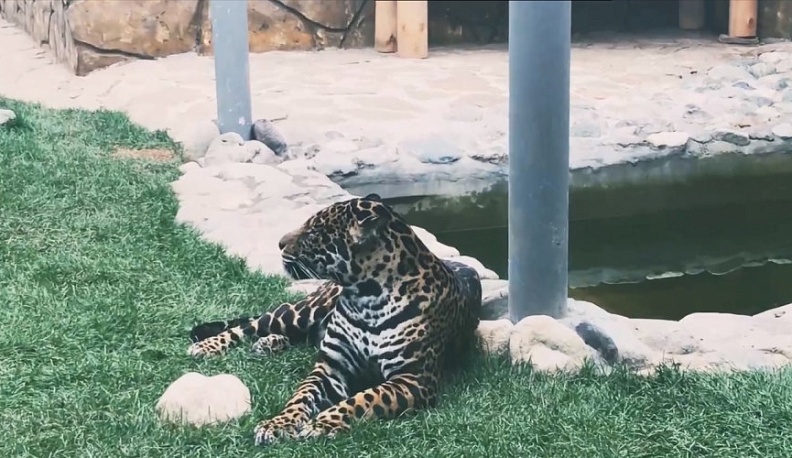 В зоопарке на Правобережье Калуги обживаются ягуары
